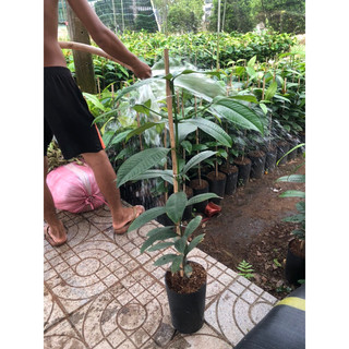 Combo 2 cây Măng cụt hơn 1mét