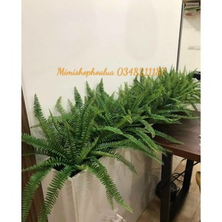 Dương sỉ Giả - Cụm Dương Sỉ cổ đại - Trang Trí Nhà Cửa siêu đẹp. kích thước 45-60 cm