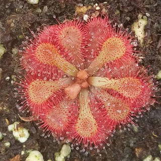 Cây bắt mồi gọng vó Drosera Dielsiana
