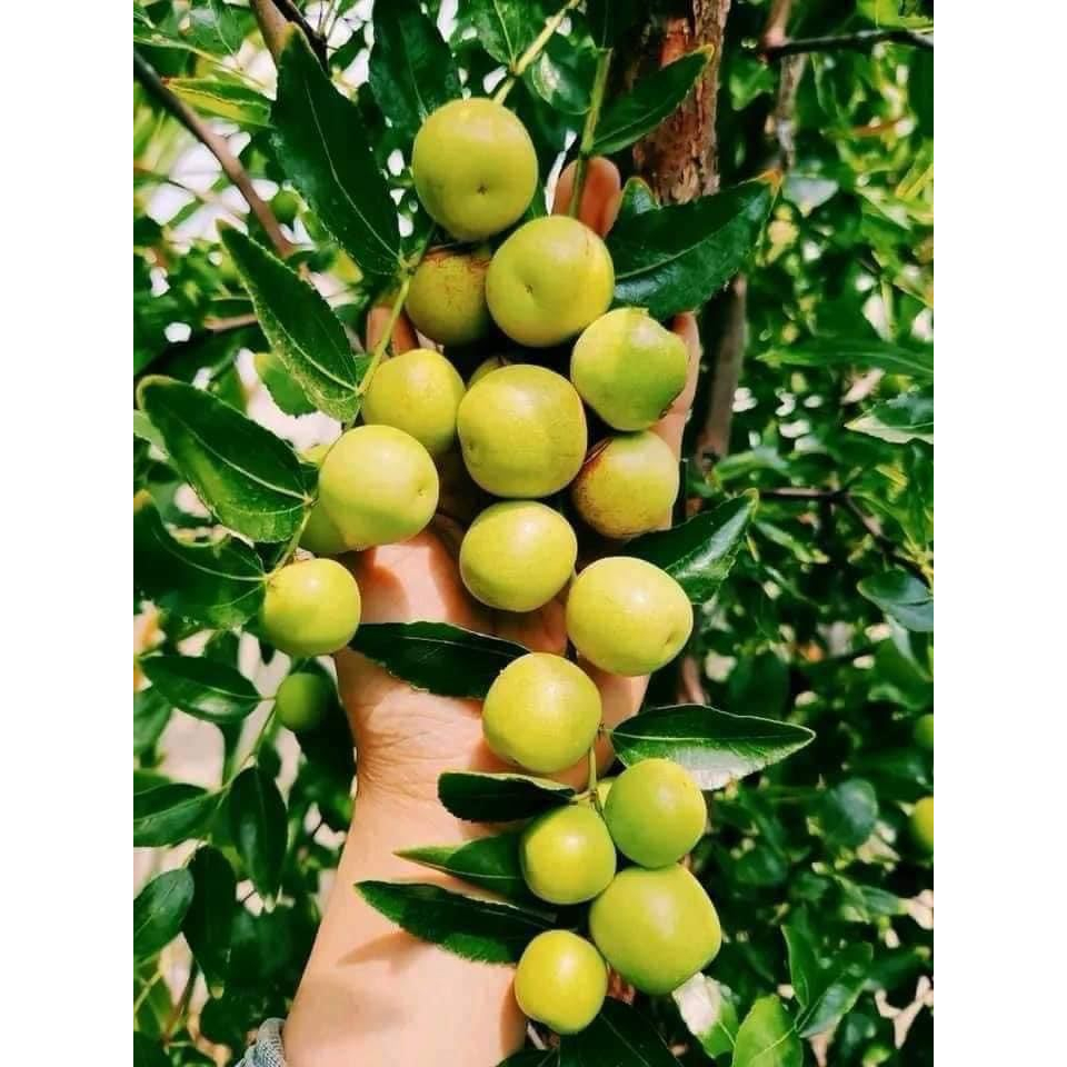 CÂY GIỐNG HỒNG TÁO LÙN