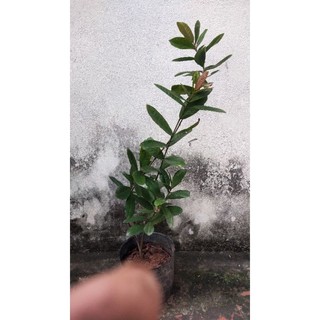 Cây hoa Mẫu đơn (Cây trang)