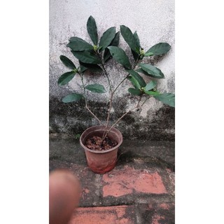 Cây hoa Mẫu đơn (Cây trang)