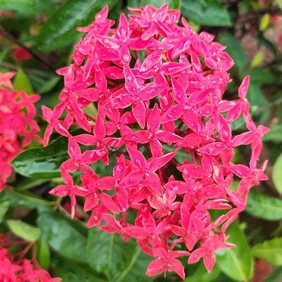 Cây hoa Mẫu đơn (Cây trang)
