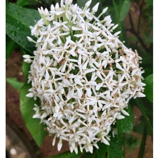 Cây hoa Mẫu đơn (Cây trang)
