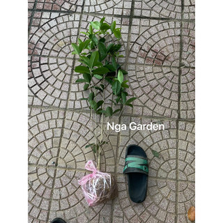 Cây giống mộc hương ta xịn hoa thơm cao 50-60 cm