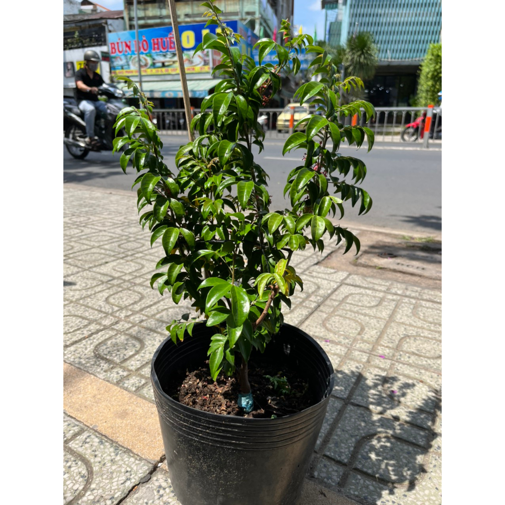 Cây Khế siêu trái, giống Thái, ra trái quanh năm