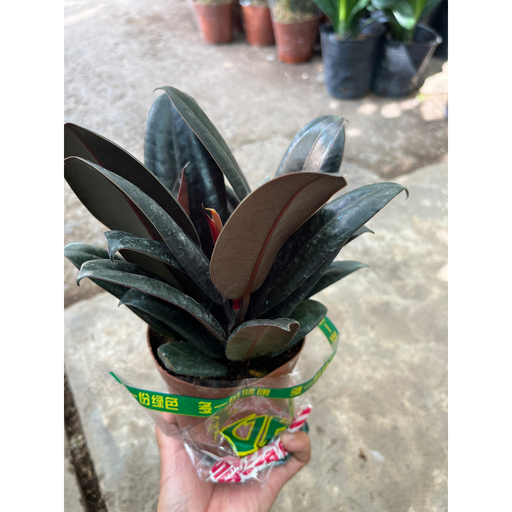 Cây đa búp đỏ mini để bàn siêu xinh