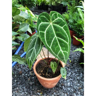 Anthurium Crystal