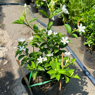 Mai chỉ thiên SIÊU BÔNG