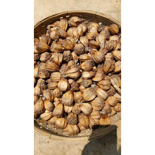Combo 2kg quả dứa dại, trái thơm rừng, cho người sỏi thận, trĩ cao độ, hiệu quả