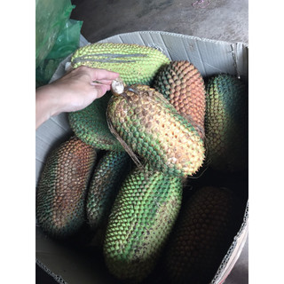 Dứa dại rừng sấy khô , quả dứa dại, trái thơm rừng, cho người sỏi thận, trĩ cao độ