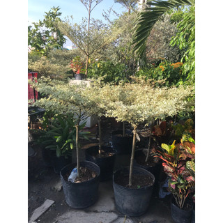 Cây bàng đài loan cẩm thạch cao 80cm - 1m