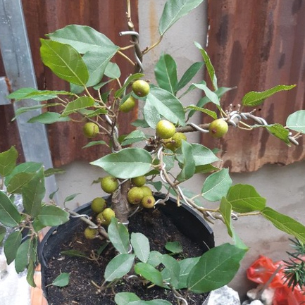 Cây sung bonsai SIÊU TRÁI