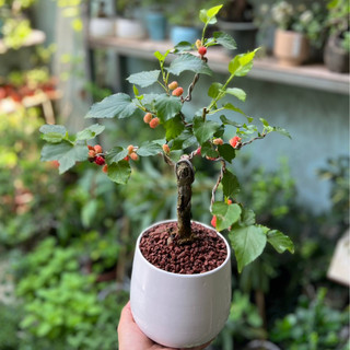 Dâu tằm bonsai SIÊU TRÁI KÈM CHẬU