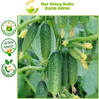 Hạt giống Dưa Leo Bao Tử RaDo 536 Dễ trồng, sai trái, trồng quanh năm, Hạt Giống Rạng Đông