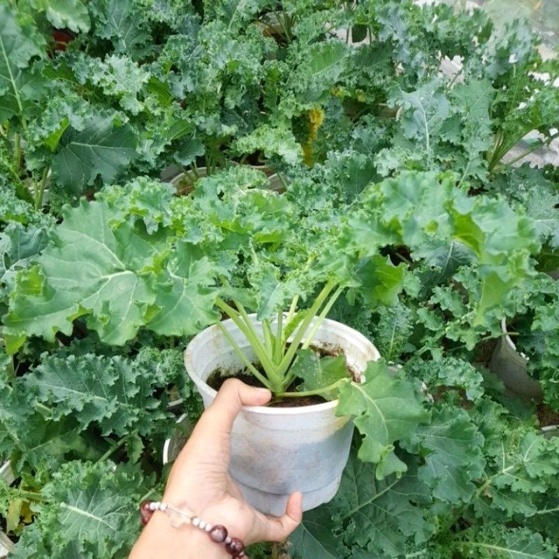 Chậu cây cải kale xoăn xanh, kale xoăn tím, kale khủng long, kale rong biển y hình, giao hỏa tốc tp 