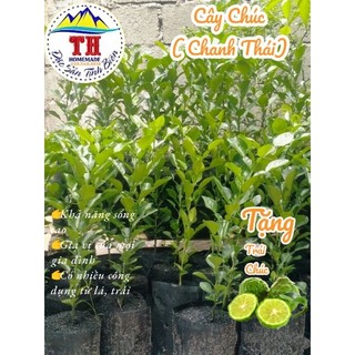 Combo 3 Cây Chúc An Giang- Chanh Thái lá số 8- Cao 30-40cm