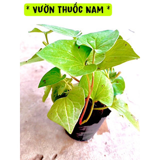Combo 2 bầu giống cây rau diếp cá bầu cây rau díp cá