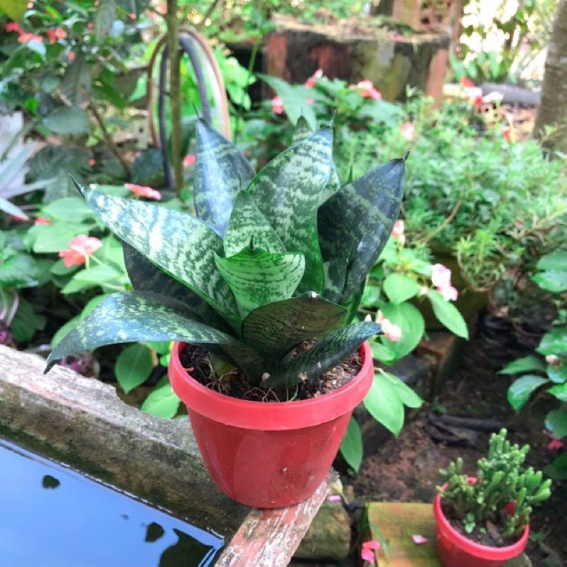 cây lưỡi hổ mèo