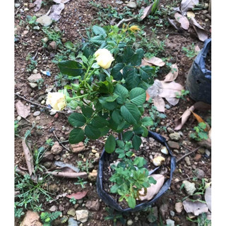hoa hồng masora cao 35-45cm