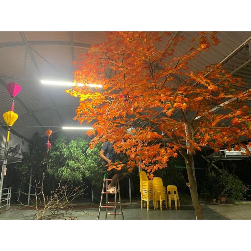 Combo 12 cành Lá Phong đỏ 🍁