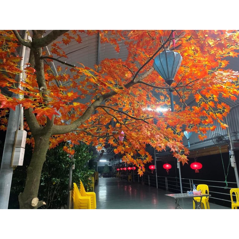 Combo 12 cành Lá Phong đỏ 🍁