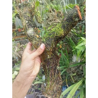 Căn diệp khủng y hình