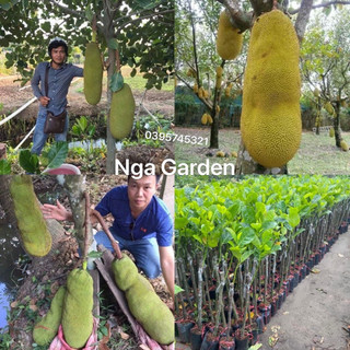 Cây giống mít Malaysia mít trái dài ghép nhanh quả