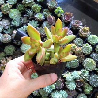 Sen đá đá vàng size 5-6cm💥bao đẹp