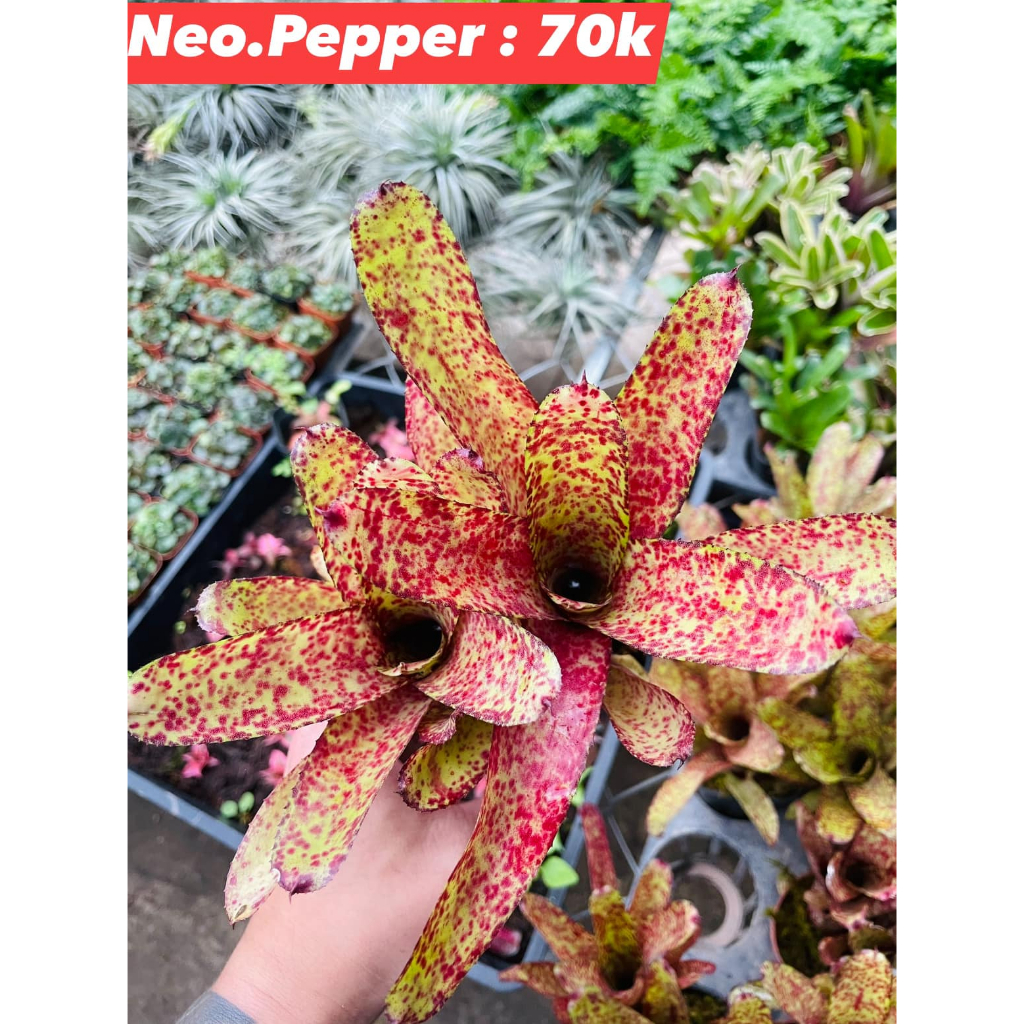 Dứa màu Nam Mỹ Neo Pepp