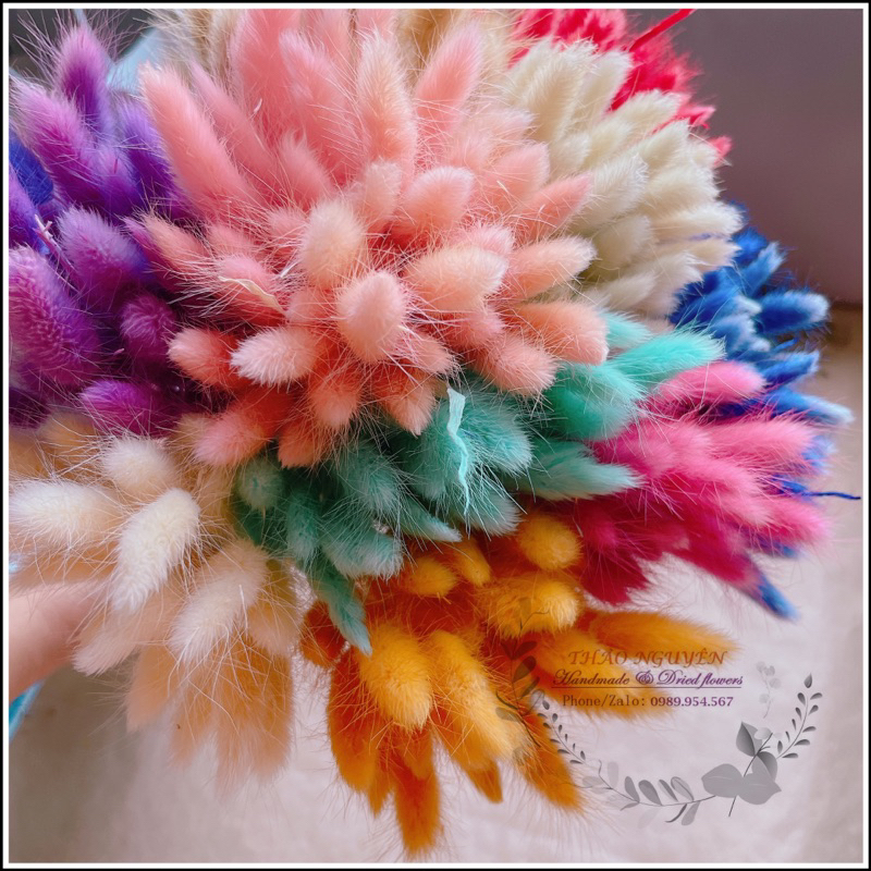Cỏ đuôi thỏ sấy khô ❤️ hoa khô lagurus bunny tails ❤️ cỏ đuôi thỏ khô decorr