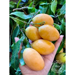 Cây giống thanh trà chua ngọt, thanh trà Ngọt nhánh ghép