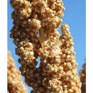 Quinoa (Diêm Mạch) Trắng Hữu Cơ Kirkland