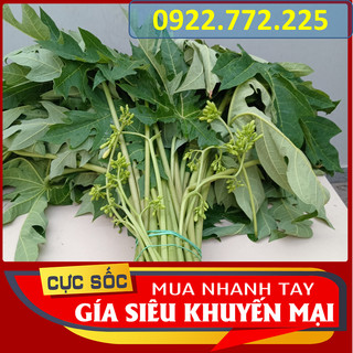 Lá đu đủ đực tươi 1kg - thảo dược ngọc ánh