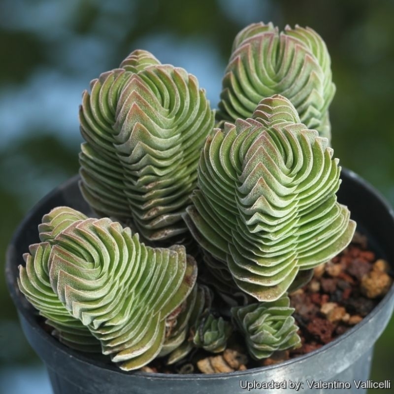 sen đá đền phật (crassula buddha's temple) ảnh cuối