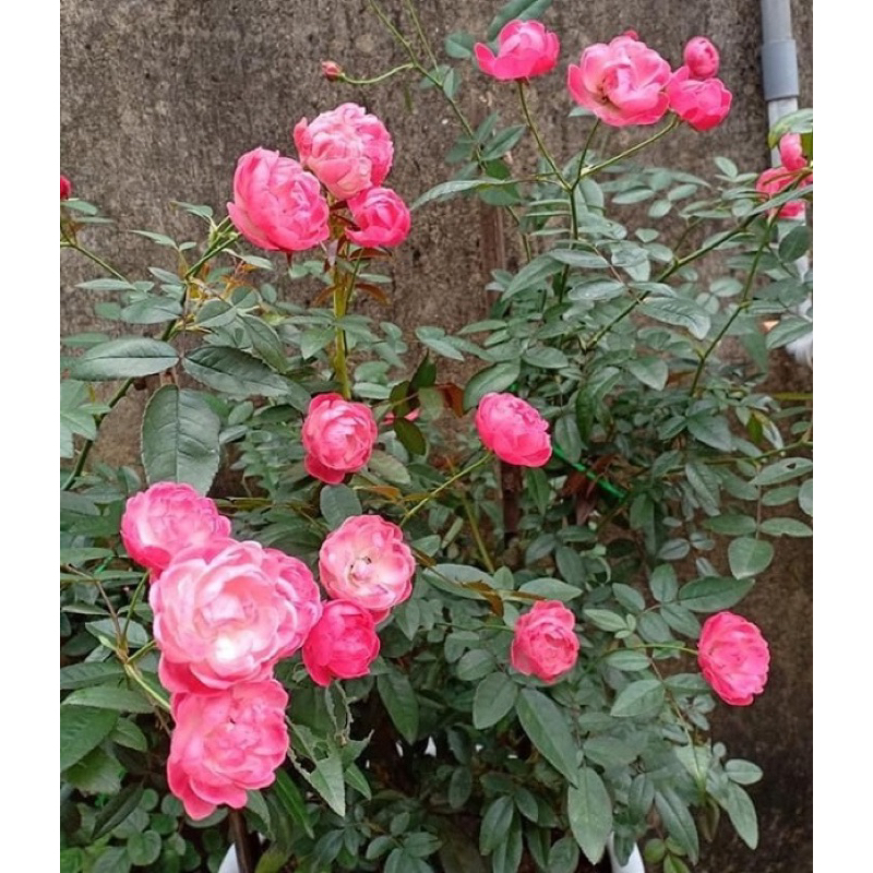 hồng trứng(màu hồng) cao 30-40cm(cây tại vườn ảnh 1-2)