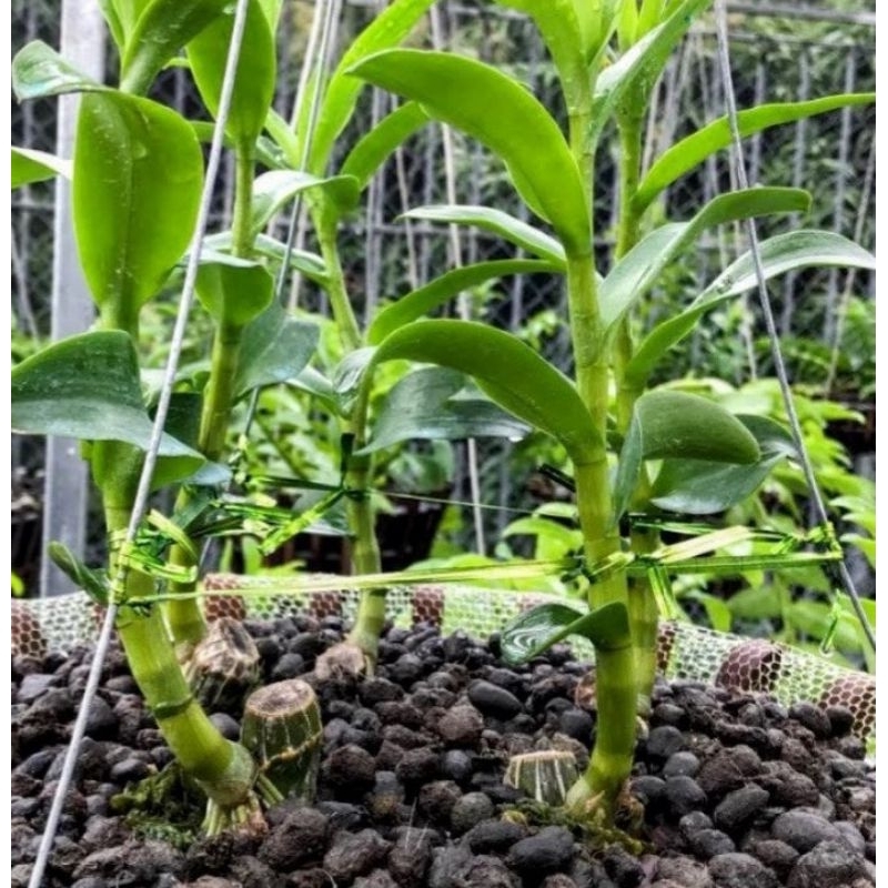 Combo 5KG phân dê qua xử lý 100% nguyên chất, phân dê khô, sạch, chất lượng