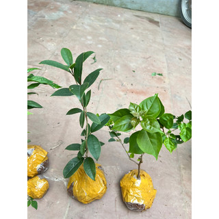 Combo cây mộc hương+cây hoa giấy