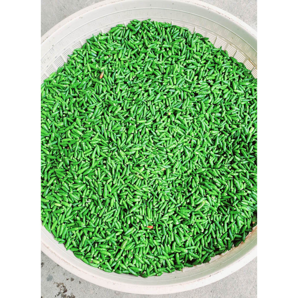 Ớt Gió Rừng Xóc Muối Đặc Sản Núi Rừng Hòa Bình