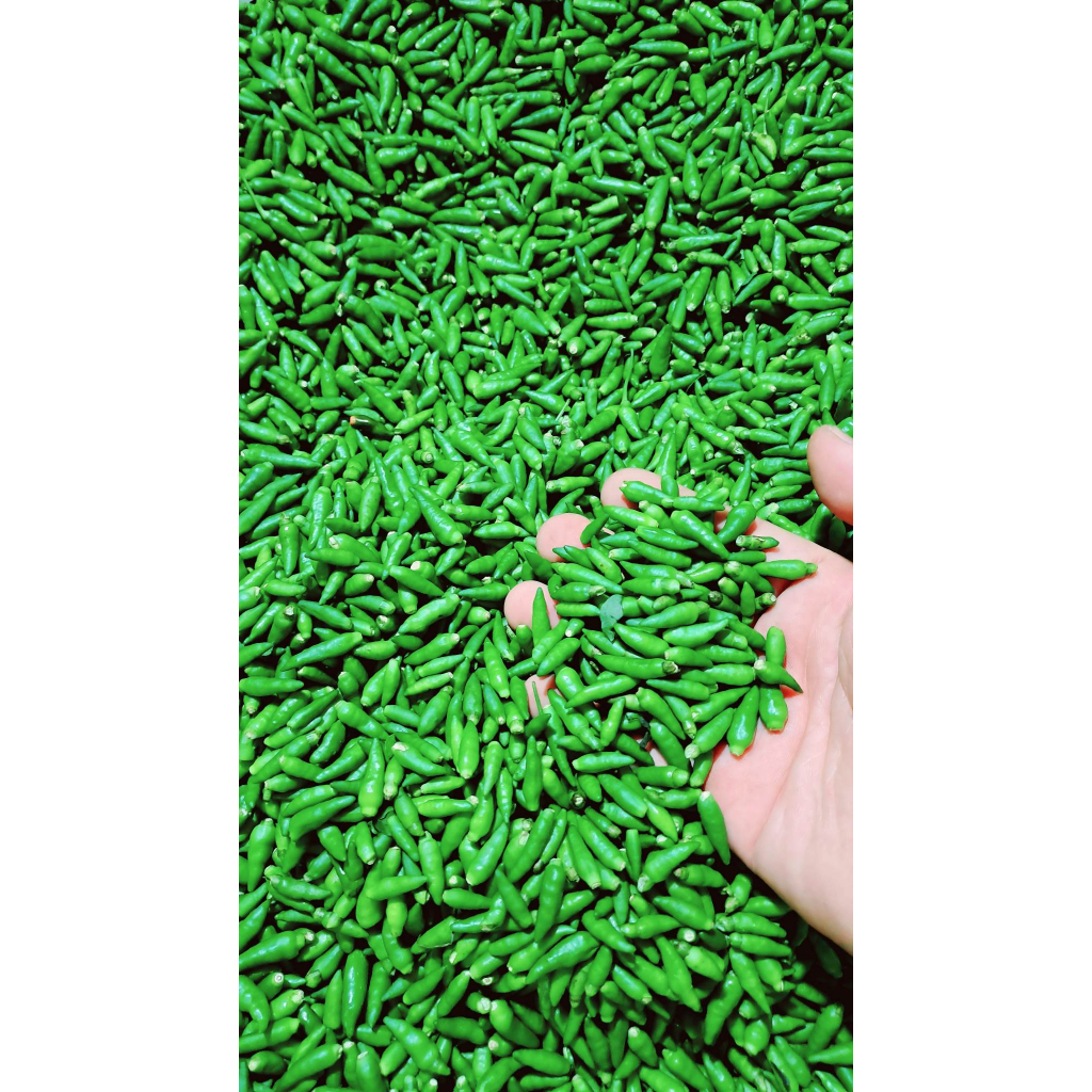 Ớt Gió Rừng Xóc Muối Đặc Sản Núi Rừng Hòa Bình