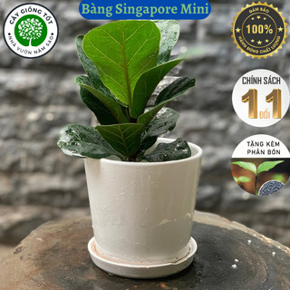 Cây Bàng Singapore Mini Thủy Sinh để bàn trang trí cực đẹp , dễ chăm sóc cao 20-30cm
