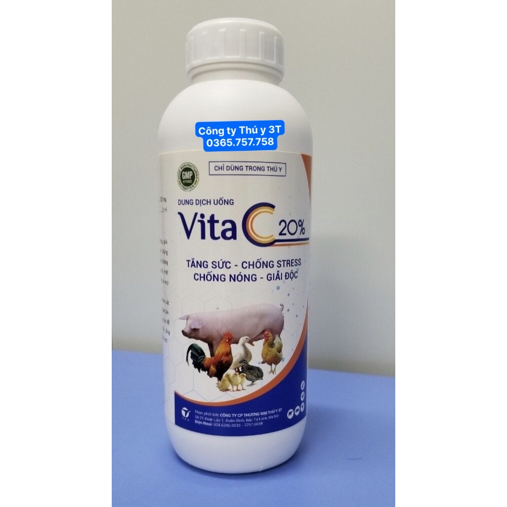 Vita C 20% chống nóng cho gia súc, gia cầm