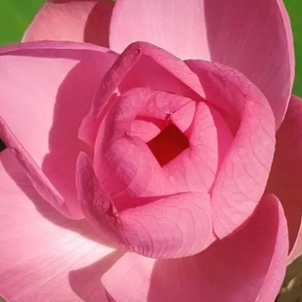 Nước Hoa Nữ Cao Cấp DIGNIFE Tiểu Thư Sang Chảnh Tinh Dầu Thơm Dịu Nhẹ Lưu Hương Lâu 12 Tiếng