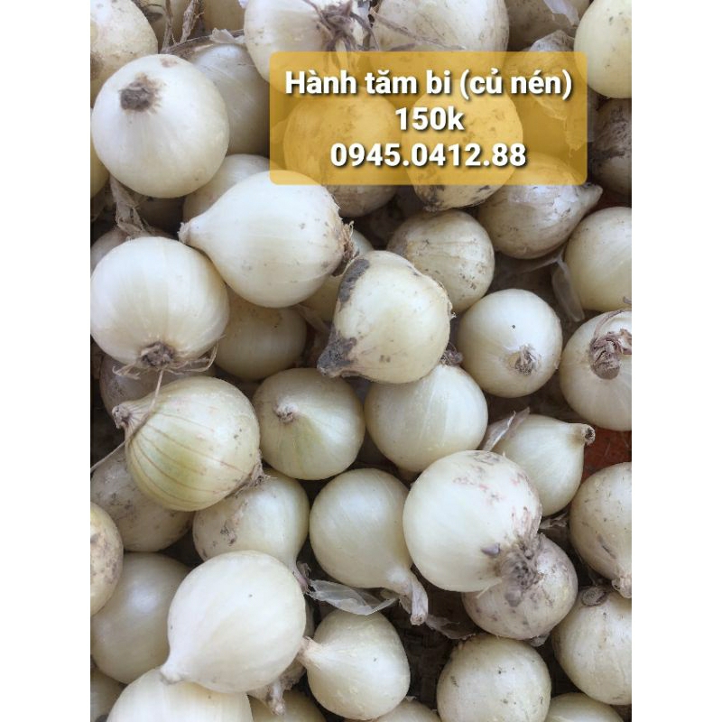 Hành tăm, củ nén tại Hà Nội ( hành bi, củ to, sạch, trắng, già có thể làm giống)