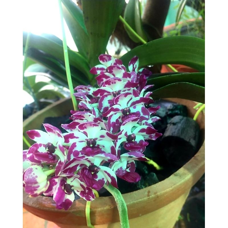 Combo 5KG phân dê qua xử lý 100% nguyên chất, phân dê khô, sạch, chất lượng