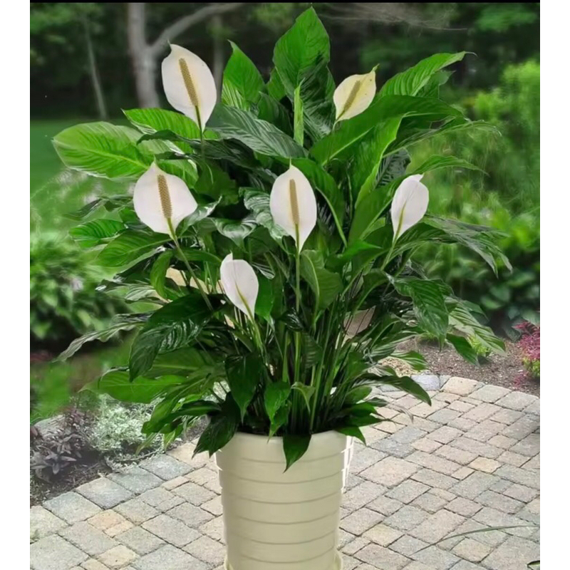 Cây Lan ý phong thủy