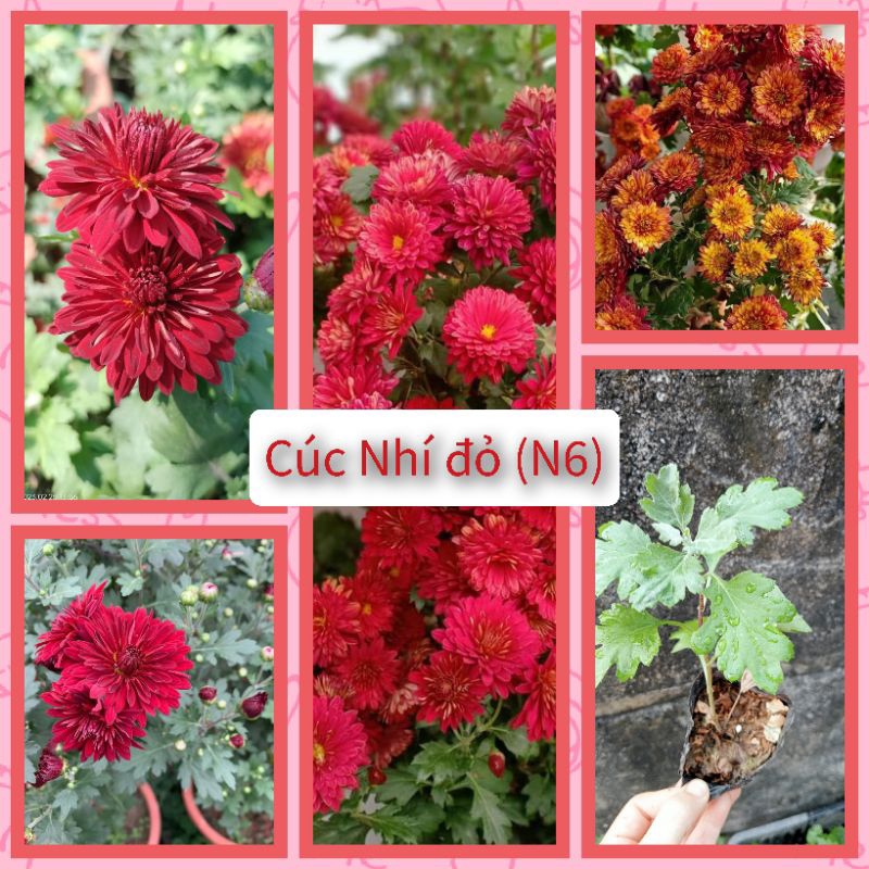 Cây giống cúc N6