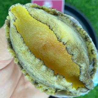 Giá sỉ 1kg bào ngư abalone size 12 con q12