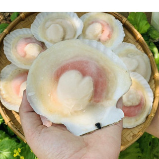 Giá Sỉ 1Kg Sò Điệp Nhật 1 Mảnh (8-10con) - Q12