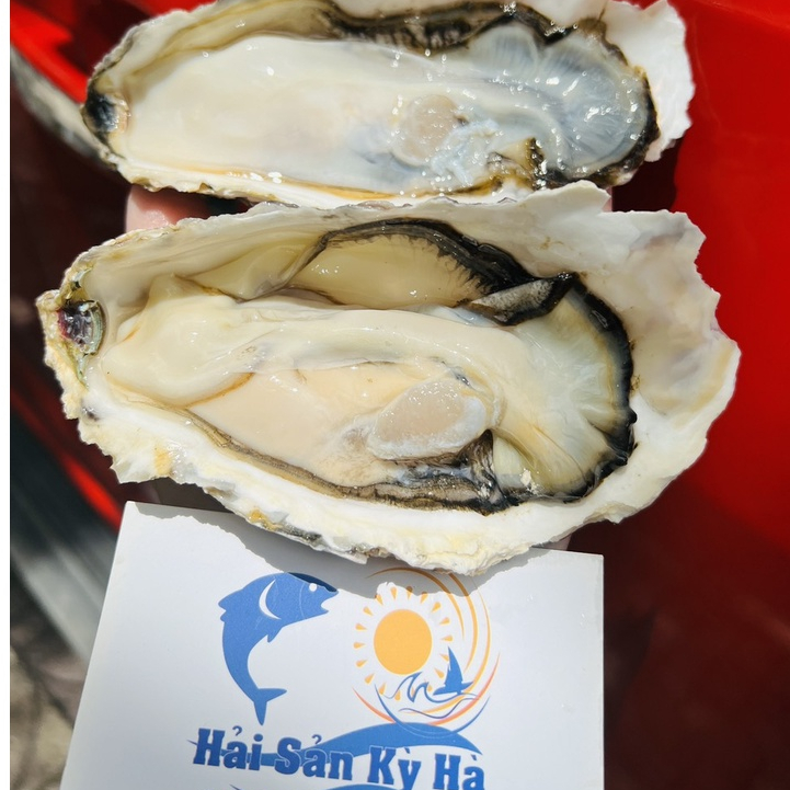 Giá Sỉ 1kg Hàu Nhật 5-7 con/kg - Hải Sản Kỳ Hà Q12